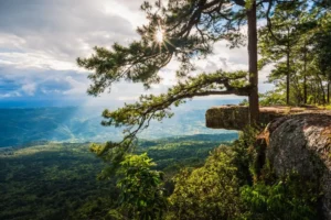 เที่ยวป่า